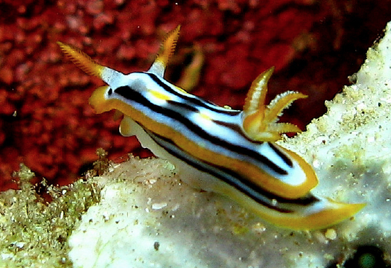  Chromodoris strigata (Sea Slug)